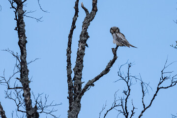 Northern hawk-owl (Surnia ulula)