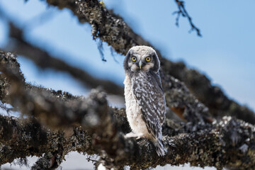 Northern hawk-owl (Surnia ulula)