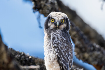 Northern hawk-owl (Surnia ulula)