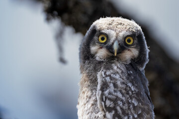 Northern hawk-owl (Surnia ulula)