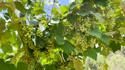 Bunches of grapes in the rows in vineyard. 