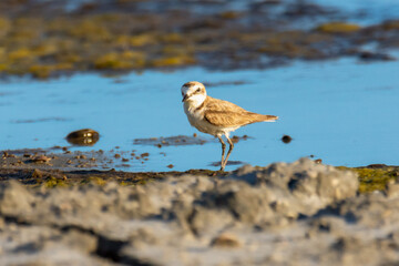 The Kentish plover (Charadrius alexandrinus) 
