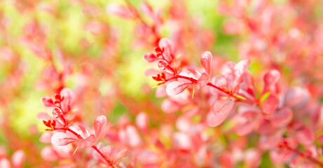 close up of purple barberry on blurred green background. Selective focus.