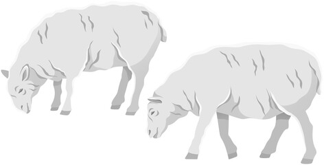 White ship, domestic farm animal. Lamb with wool, ruminant mammal vector illustration. Farming, animal husbandry and livestock breeding. Domesticated farm sheep for meat and wool production