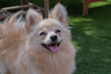 white dog. Brown and white Pomeranian outdoors on a wooden or bush background