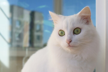 White fluffy Turkish Angora cat sits on the windowsill