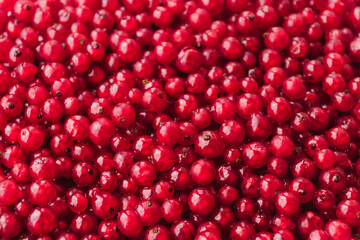 Red currant, close up natural background banner wallpaper. Texture of ripe red currant berries. Harvesting farm organic food concept