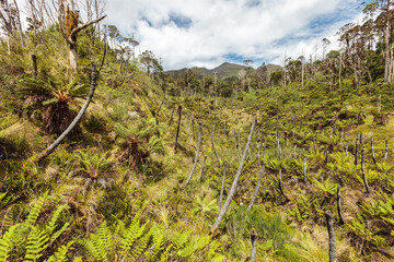 Subalpine plateau marking Mount Elit pass, marsh and tree ferns, Baliem Valley, West Papua, Indonesia