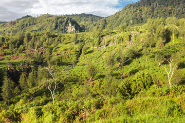 Fototapeta na wymiar Steep paths and rainforest on the Baliem Valley trek, West Papua, Indonesia