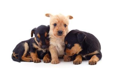 Three small dogs.