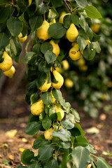 Green juicy apples hang on descending branches on a tree against the background of the garden
