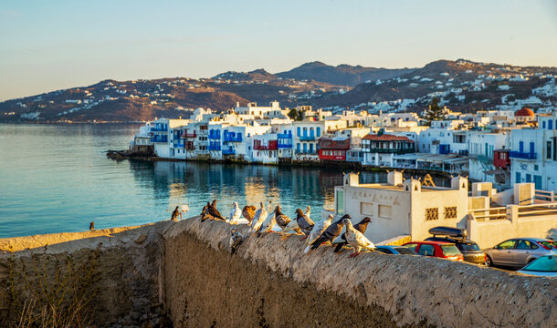 Pigeons next to   famous windmills on Mykonos