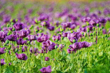 Fototapeta premium A poppy is a flowering plant in the subfamily Papaveroideae of the family Papaveraceae. Poppies are herbaceous plants, often grown for their colourful flowers.