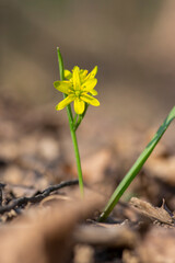 Gagea lutea wild springtime flowering plant, group of yellow star-of-Bethlehem flowers in bloom