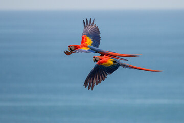 flying scarlet macaw © Hodossy