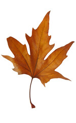 Autumn leaf. Platanus.