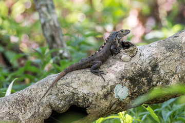 iguana, Osa Peninsula, Costa Rica