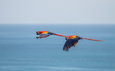 flying scarlet macaw © Hodossy