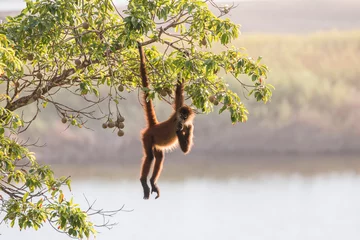 Gardinen Affe spider monkey hanging over the lagoon  © Hodossy