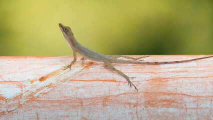 basking lizard