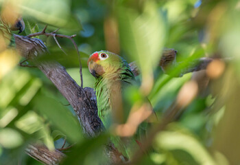 Red-lored Parrot