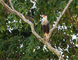crested caracara