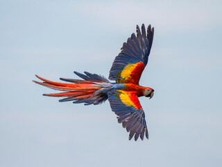 Naklejka premium flying scarlet macaw