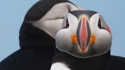 Fototapete Papageientaucher Atlantic puffin looking at the camera