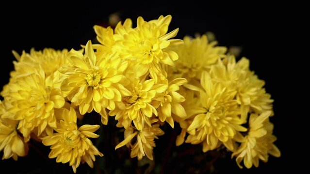 Bouquet of Bright Yellow Lush Chrysanthemums Isolated on Black Background. Gorgeous beautiful bouquet of colorful autumn flowers. Delicate petals illuminated by light. Sign of attention, love, care.