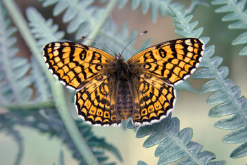 Macro shots, Beautiful nature scene. Closeup beautiful butterfly sitting on the flower in a summer garden.