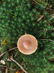 Top view of a mushroom that grows in green grass in the forest. Vertical orientation