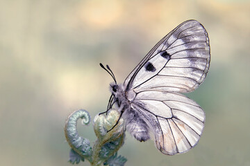 Macro shots, Beautiful nature scene. Closeup beautiful butterfly sitting on the flower in a summer garden.