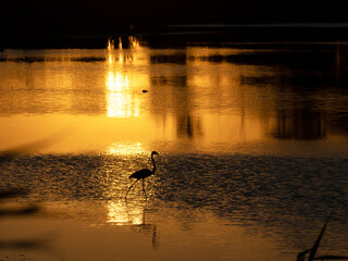 Un flamenco caminando en la laguna dorada a la puesta de sol.