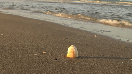 conchiglia sulla spiaggia desolata