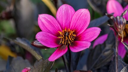 bee on pink flower