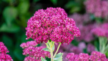 close up of a flower