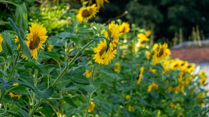 yellow dandelions in the grass