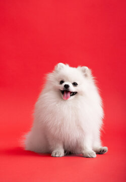 Dog breed pomeranian spitz funny sits on a red background