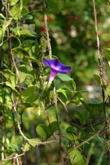 Beautiful purple flower of ipomoea. Vertical greening in the garden with morning glory and cobaea