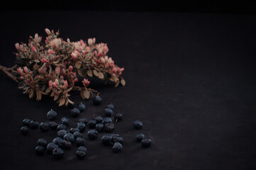 fruta tradicional de los andes aislada sobre fondo negro con flores de las plantas nativas del...