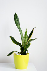 Sansevieria plant in a modern put on a wooden table against a white wall. Home plant Sansevieria trifa.