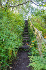 Stair case traveling through the woods surrounded by greenery and vines