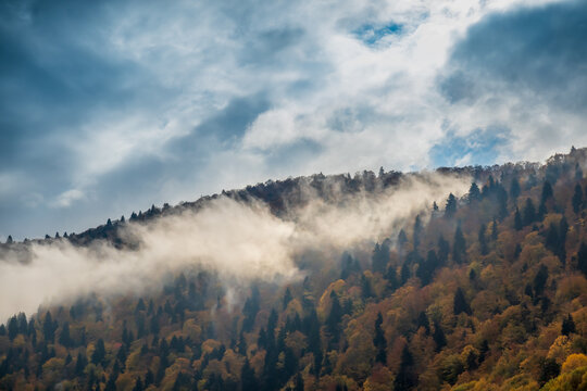 Misty cloud over coniferous woods on mountain © Anton Gvozdikov