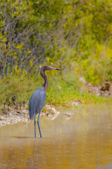 Reddish Egret walking on the water. Cuba. Cienaga de Zapata. High quality photo