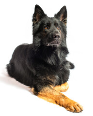 Dog german shepherd in front of a white background