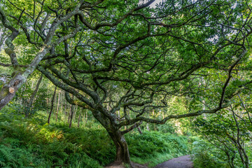 Fototapeta na wymiar Twisted tree found in the forests and woods of Scotland