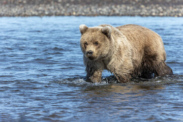 Obraz na płótnie Canvas Grizzly bear cub, Lake Clark National Park and Preserve, Alaska