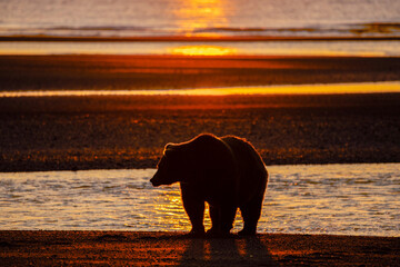 Adult grizzly bear silhouetted on beach at sunrise, Lake Clark National Park and Preserve, Alaska,...