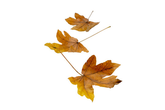 Maple fallen leaves heap isolated transparent png. Autumn season dry brown foliage. 
