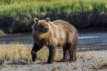 Grizzly bear cub crossing grassy meadow, Lake Clark National Park and Preserve, Alaska, Silver Salmon Creek